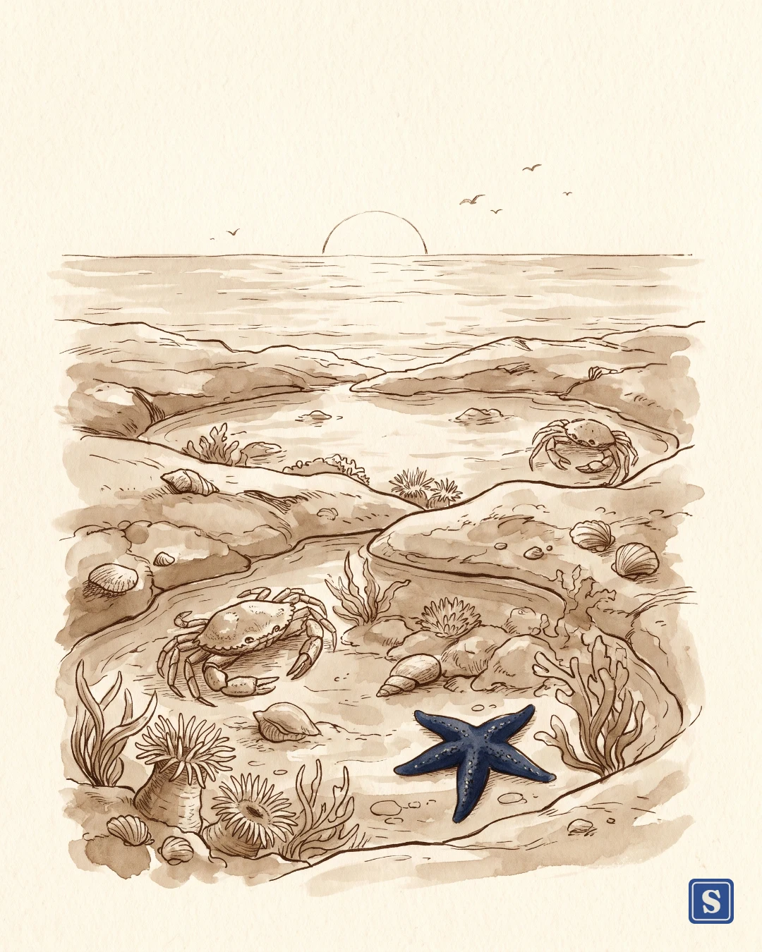 Sepia’s painting No. 004: Tide pools at dawn